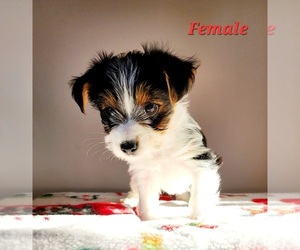 Yorkshire Terrier Puppy for sale in GAITHER, MD, USA