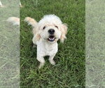 Small #6 Poodle (Miniature)