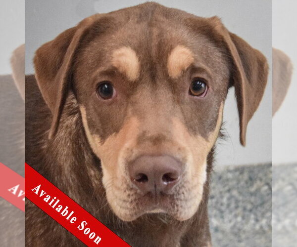 Medium Photo #1 Boxer-Chocolate Labrador retriever Mix Puppy For Sale in Huntley, IL, USA