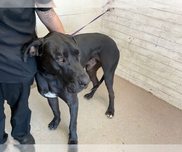 Medium Photo #1 Great Dane Puppy For Sale in San Bernardino, CA, USA