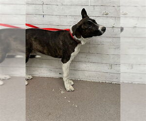 American Pit Bull Terrier-Unknown Mix Dogs for adoption in San Bernardino, CA, USA