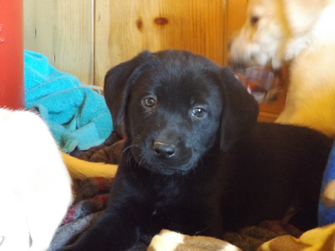 Medium Photo #1 Labrador Retriever Puppy For Sale in GREENWOOD, WI, USA