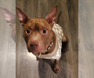 Calvin - Male Mutt Dog for Adoption - Photo #6