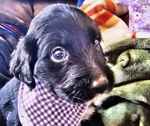 Shepadoodle Puppy for sale in CUDAHY, WI, USA