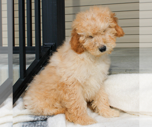Medium Photo #4 Goldendoodle-Poodle (Miniature) Mix Puppy For Sale in STRASBURG, PA, USA