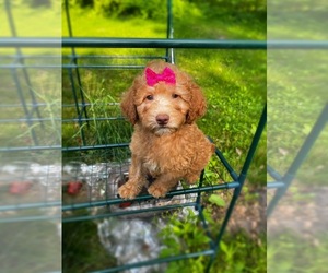 Goldendoodle (Miniature) Puppy for sale in BELDING, MI, USA