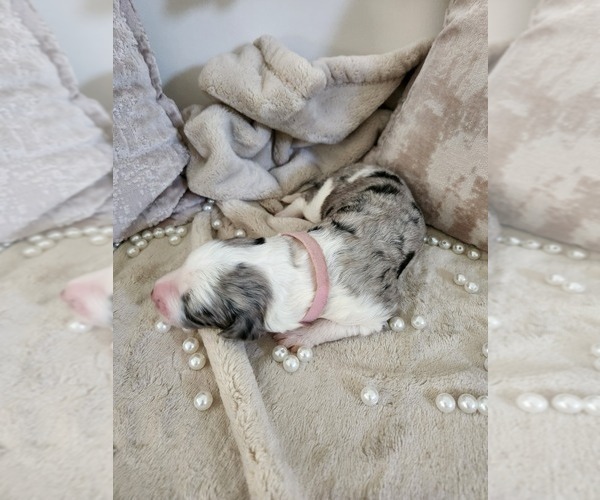 Medium Photo #137 Sheepadoodle Puppy For Sale in LEHI, UT, USA