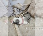 Small Photo #137 Sheepadoodle Puppy For Sale in LEHI, UT, USA