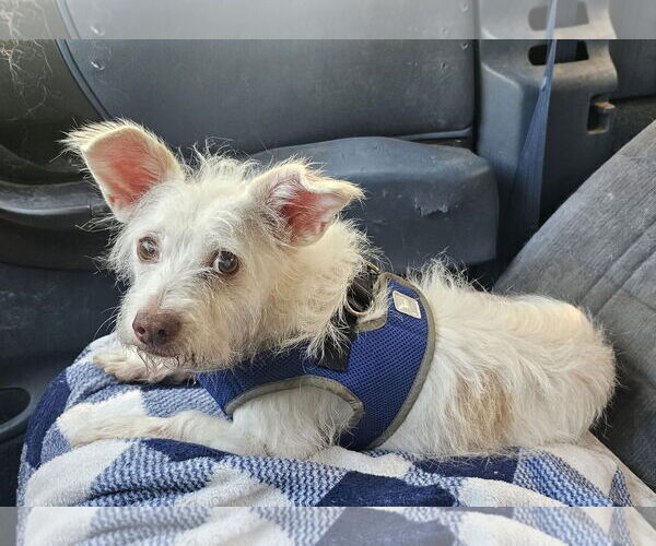 Medium Photo #6 Mutt Puppy For Sale in Cranston, RI, USA