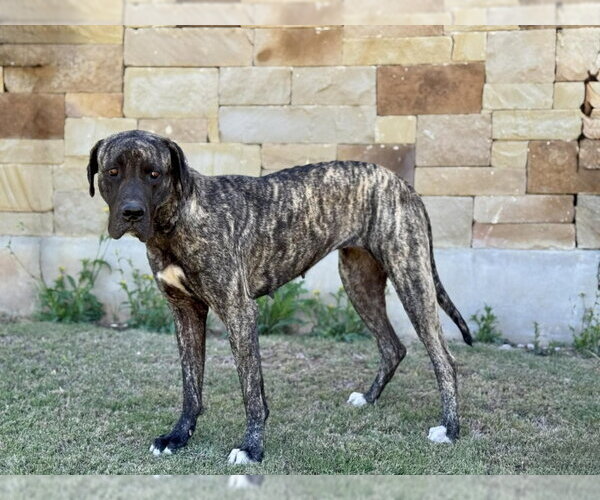 Medium Photo #2 Mutt Puppy For Sale in PIPE CREEK, TX, USA