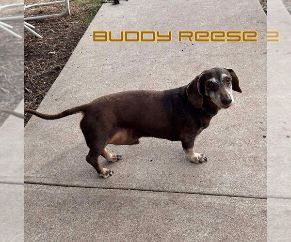 Medium Photo #4 Dachshund Puppy For Sale in San Antonio, TX, USA