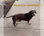 Small #3 Dachshund