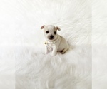 Small #3 Chihuahua