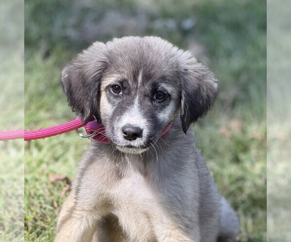 Medium Photo #1 Mutt Puppy For Sale in Yardley, PA, USA