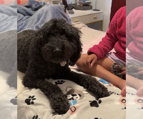 Medium Photo #6 Poodle (Standard) Puppy For Sale in Crystal, MN, USA