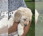 Small #1 Goldendoodle (Miniature)