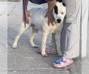 American Staffordshire Terrier Mix Dog for Adoption in San Antonio, Texas USA