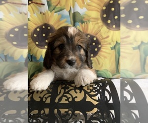 Basset Hound Puppy for sale in MORENO VALLEY, CA, USA