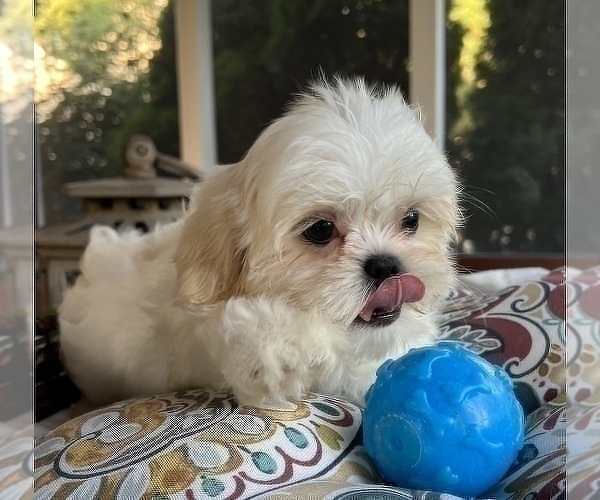 Medium Photo #2 Shih Tzu Puppy For Sale in NOBLESVILLE, IN, USA
