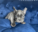 Small #13 French Bulldog