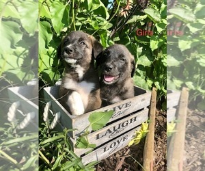 Labrador Retriever-Unknown Mix Puppy for sale in ARMADA, MI, USA
