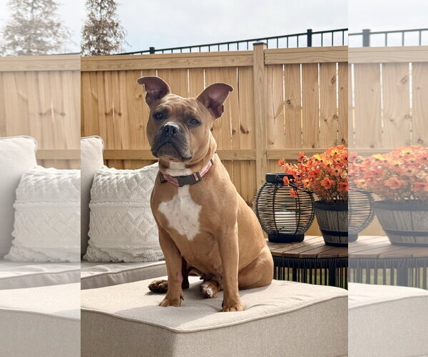 Medium Photo #7 American Staffordshire Terrier-Boxer Mix Puppy For Sale in Holly Springs, NC, USA