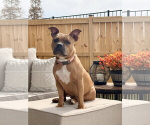 Nugget - Female American Staffordshire Terrier-Boxer Mix Dog for Adoption - Photo #7