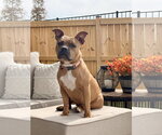 Small Photo #7 American Staffordshire Terrier-Boxer Mix Puppy For Sale in Holly Springs, NC, USA