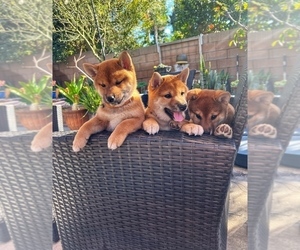 Shiba Inu Puppy for sale in ORANGE, CA, USA