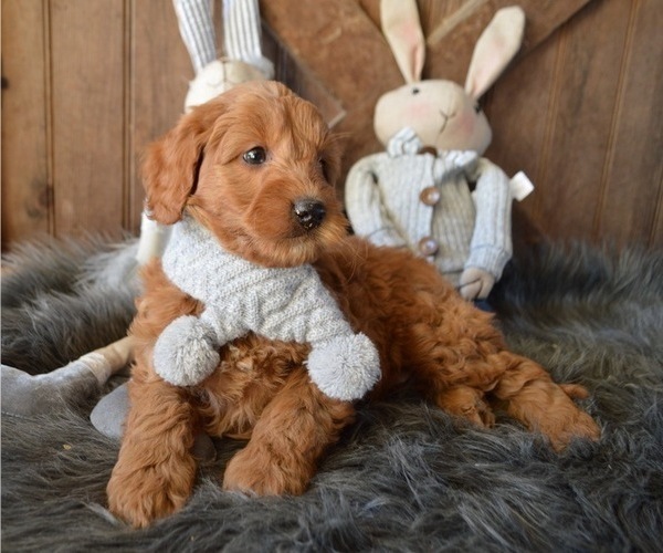 Medium Photo #1 Goldendoodle Puppy For Sale in HONEY BROOK, PA, USA