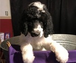 Small Photo #5 Poodle (Standard) Puppy For Sale in ABBEVILLE, LA, USA