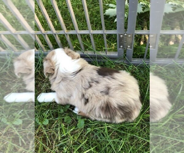 Medium Photo #6 Australian Shepherd Puppy For Sale in ZANESVILLE, OH, USA
