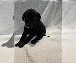 Small #1 Labrador Retriever