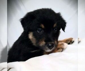 Australian Shepherd Puppy for sale in LINDEN, TN, USA