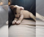 Small Photo #3 Alaskan Husky-American Pit Bull Terrier Mix Puppy For Sale in JACKSONVILLE, FL, USA