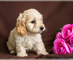 Small Photo #2 Cocker Spaniel-Poodle (Miniature) Mix Puppy For Sale in WAKARUSA, IN, USA