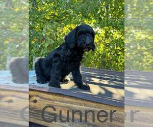 Labradoodle Dogs for adoption in Scottsboro, AL, USA