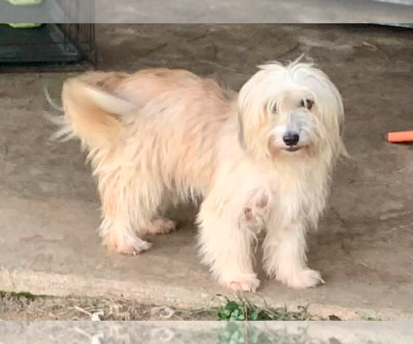 Medium Photo #3 Mutt Puppy For Sale in Cranston, RI, USA