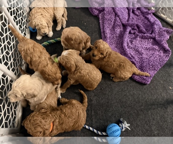 Medium Photo #15 Goldendoodle (Miniature) Puppy For Sale in NEWPORT, MN, USA