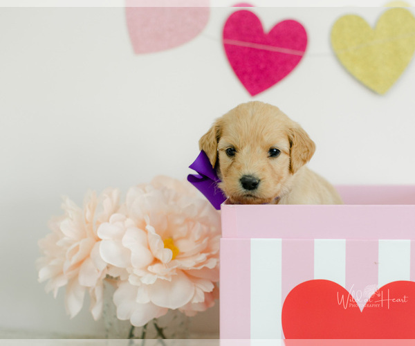 Medium Photo #1 Goldendoodle Puppy For Sale in LITTLE ROCK, AR, USA