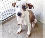Small #1 Labrador Retriever Mix