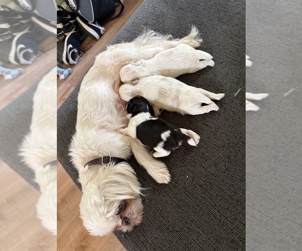 Medium Photo #1 Shih Tzu Puppy For Sale in HARRISBURG, PA, USA