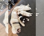 Image preview for Ad Listing. Nickname: Litter of 3