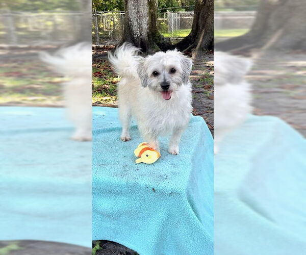 Medium Photo #4 Mal-Shi Puppy For Sale in Weston, FL, USA