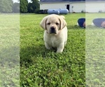 Small #8 Labrador Retriever