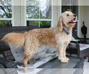 Father of the Goldendoodle puppies born on 05/18/2021