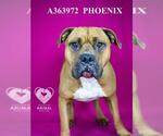 Small #1 Boxer-Bullmastiff Mix