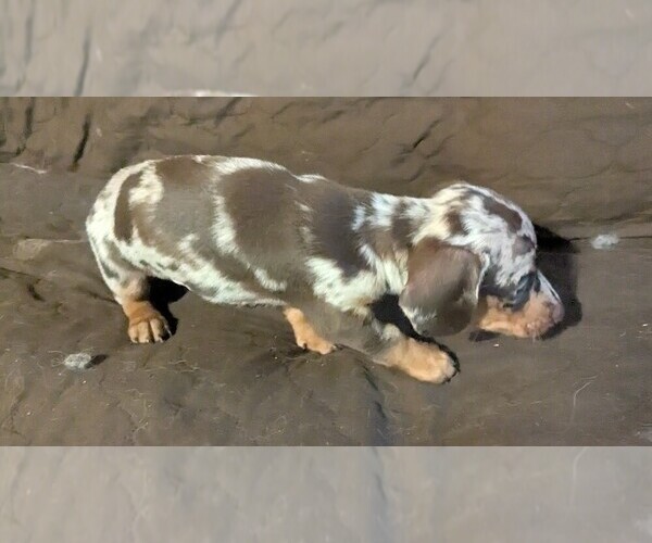 Medium Photo #2 Dachshund Puppy For Sale in GULFPORT, MS, USA