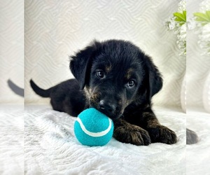 Golden Shepherd Puppy for sale in GREENFIELD, IN, USA