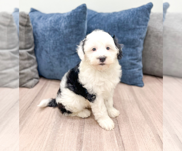 Medium Photo #31 Sheepadoodle Puppy For Sale in MILLERSBURG, OH, USA